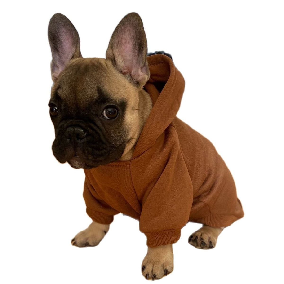 Autumn Winter Fashion Dog Hoodies With Pocket Small Dog Winter Clothes Puppy