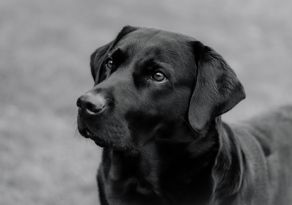 The Benefits of Owning a Dog: How Man’s Best Friend Improves Your Health and Happiness